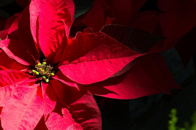 Poinsettia flower with black background and space for text