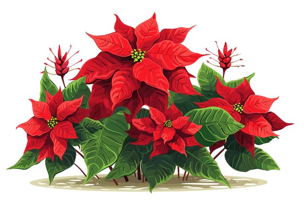 写真 ポインセッティアの花クリスマスや新年のカードデザインのアイコンベクトル リアルなポインセッチア