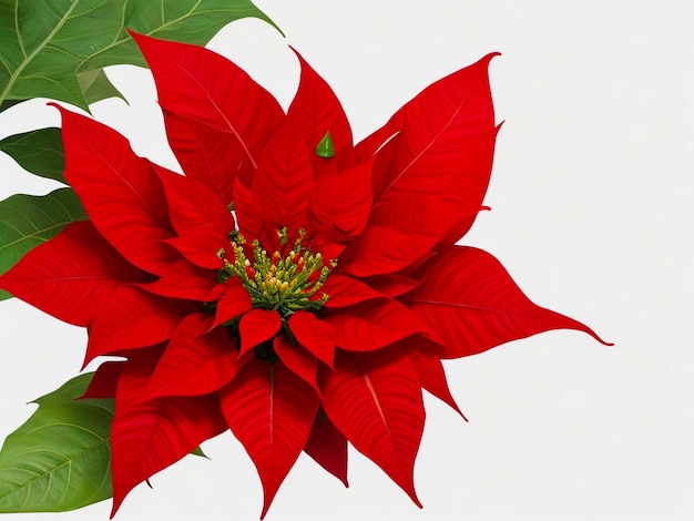 Poinsettia flowers on white background