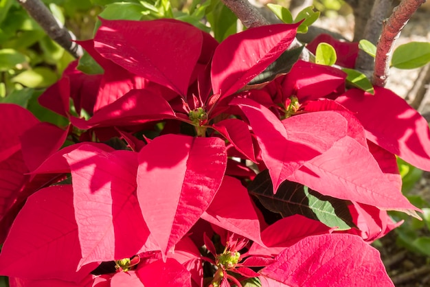 Poinsettia in giardino