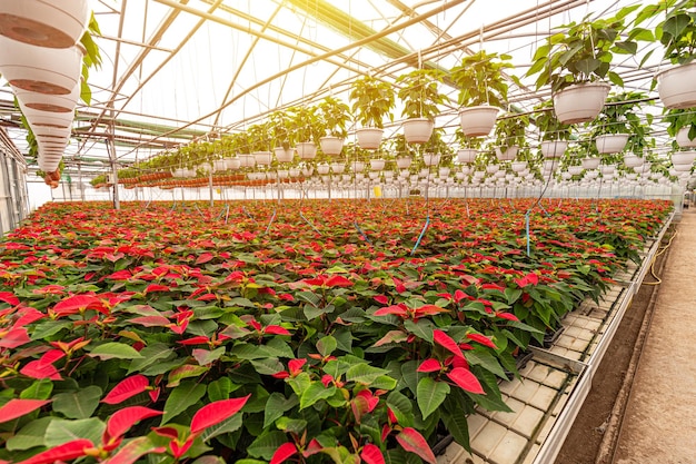 Poinsettia growing in pots