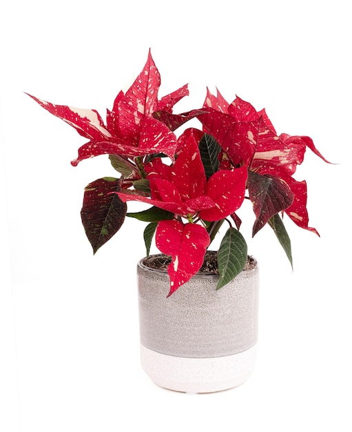 Poinsettia in een pot voor kerstcadeau op een witte achtergrond