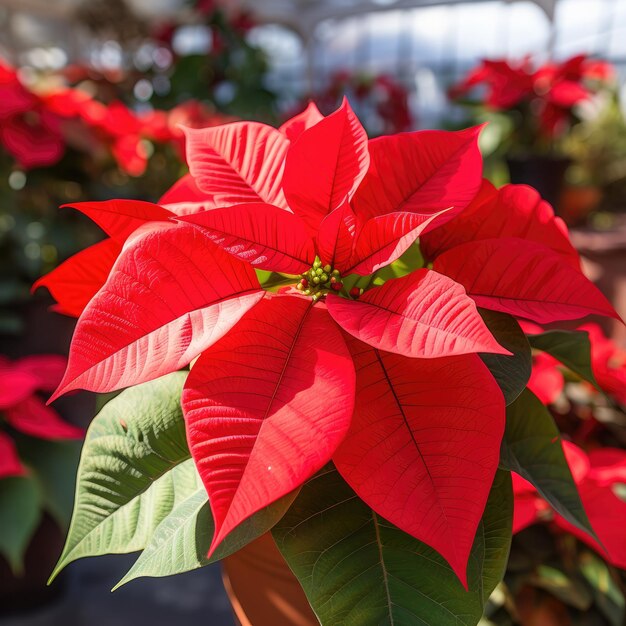 Poinsettia plant with vibrant red leaves