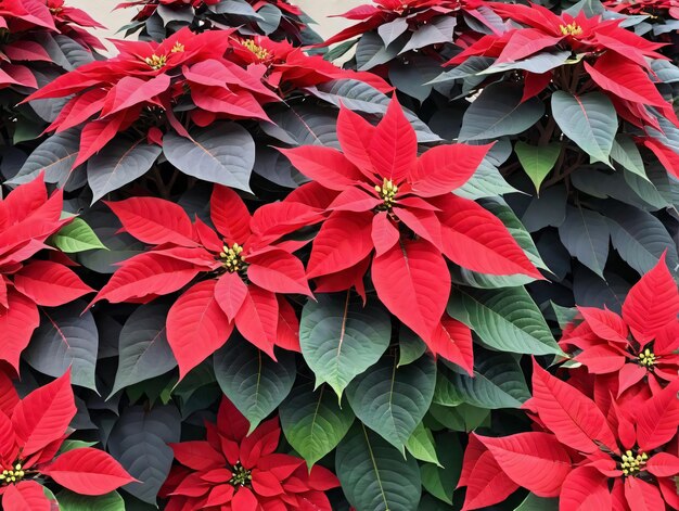 Photo poinsettia plant with vibrant red leaves