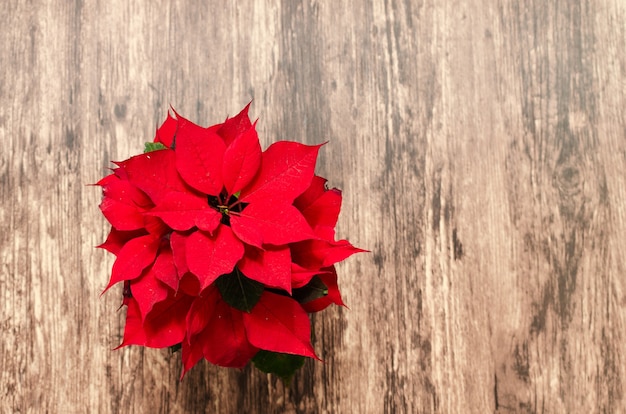 Poinsettia plant on wooden table Top view of poinsettia