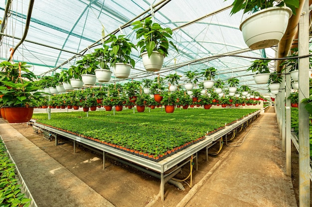 Poinsettia pulcherrima plants