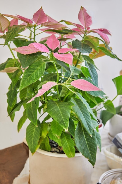 Foto poinsettia rosa is een sierkamerplant die bloeit in december kerst of bethlehem ster