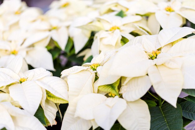 Poinsettia for sale at the local garden center.