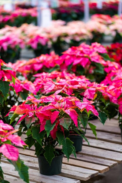 Poinsettia in vendita presso il vivaio locale.