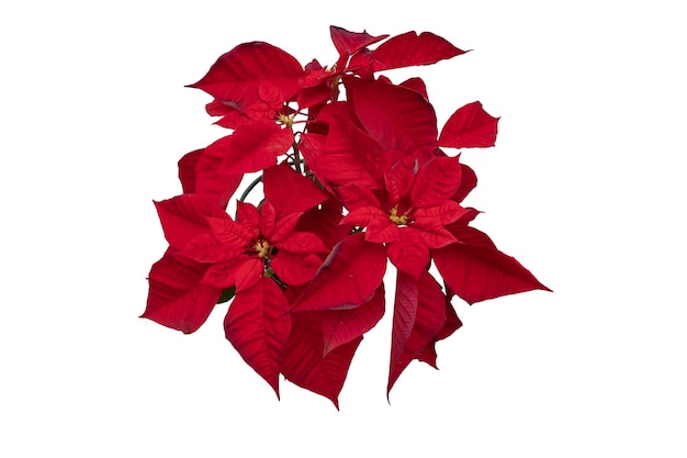 A poinsettia seen from above Isolated on white background Concept for designs