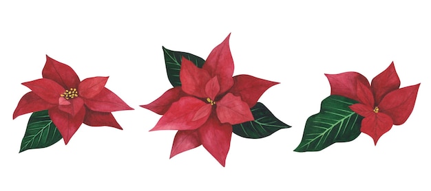 Poinsettia set Kerst plant geïsoleerd op witte achtergrond Aquarel hand getekende Xmas illustratie Kunst voor decoratie