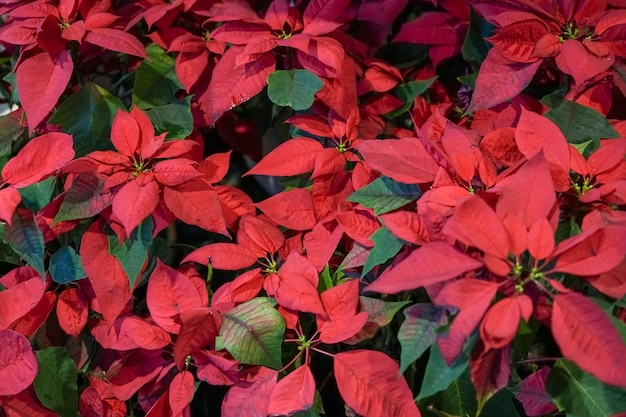 Poinsettia tree or Christmas Flower for Christmas season