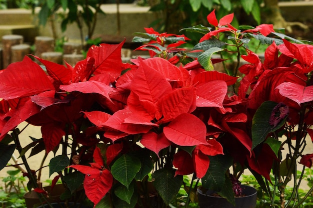 Poinsettia