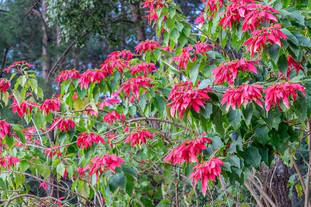 Poinsettiaalbero di natale petalo rosso foglia verde