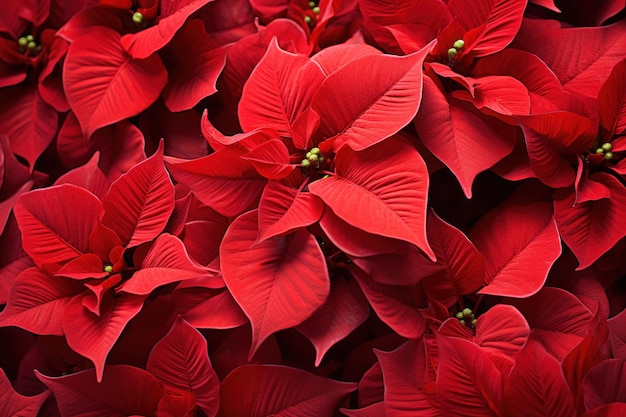 Poinsettias generative ai