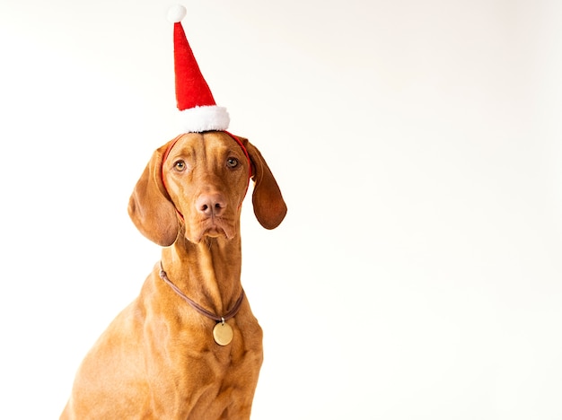 新年の帽子のクリスマスカードのポインター犬