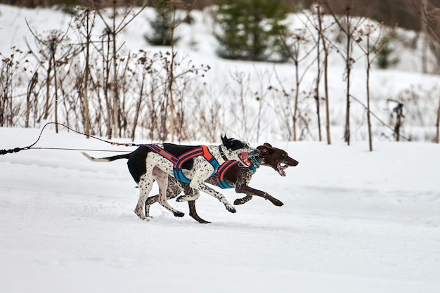 Pointer hond op sledehonden racen