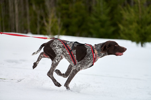 Pointer hond uitgevoerd op sledehonden racen. Winterhondensport slee teamcompetitie