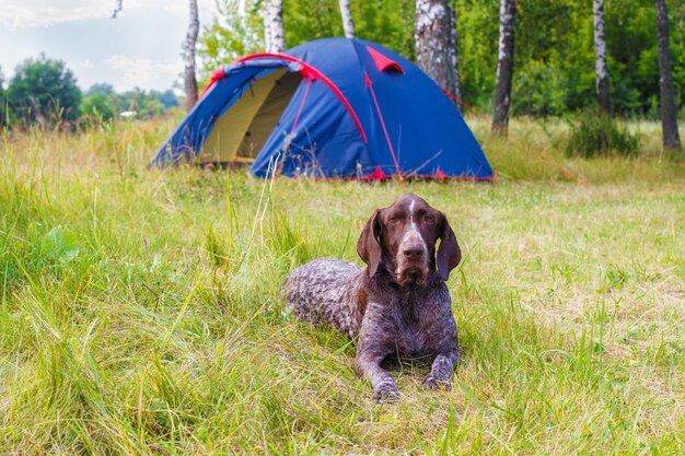 Pointercamp ligt voor de tent