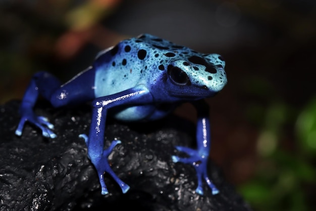 Poison Dart frog Tinctorius azureuz closeup on moss