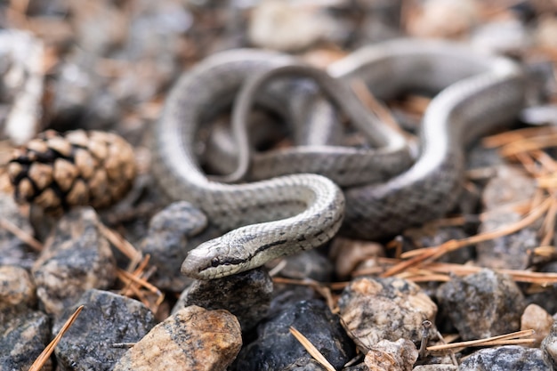 Photo poison snake close-up