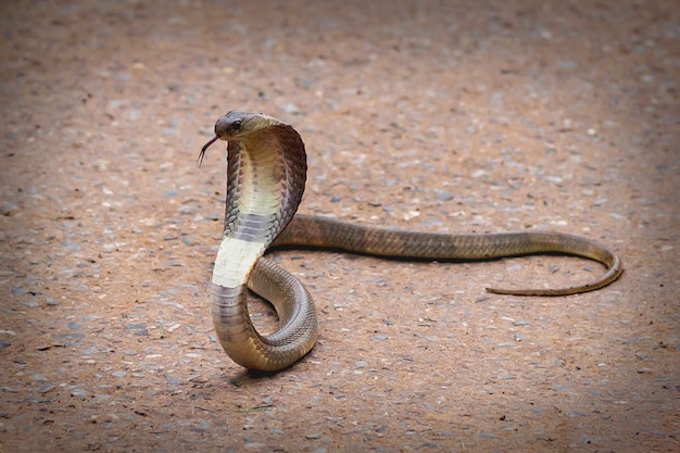 Poisonous cobra slither on the concrete floor