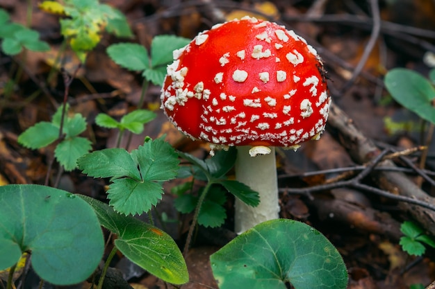 Poisonous dangerous and inedible mushroom fly agaric