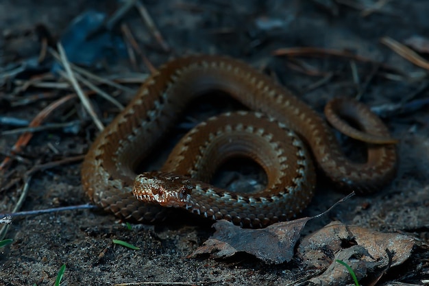 poisonous dangerous snake, viper in the wild, Russia swamp