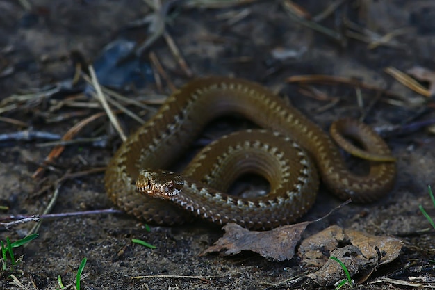 poisonous dangerous snake, viper in the wild, Russia swamp