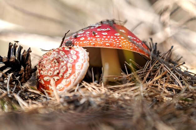 Poisonous fly agaric fly amanita mushroom in the central European pine forest