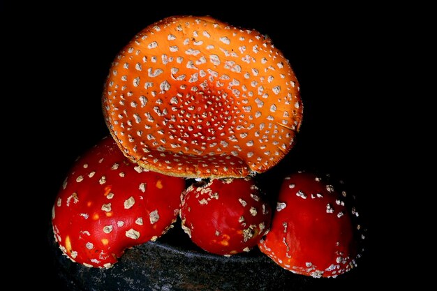 Poisonous fly agaric mushrooms in a vintage gray cast iron pot on a black wooden background ingredient for magic potions