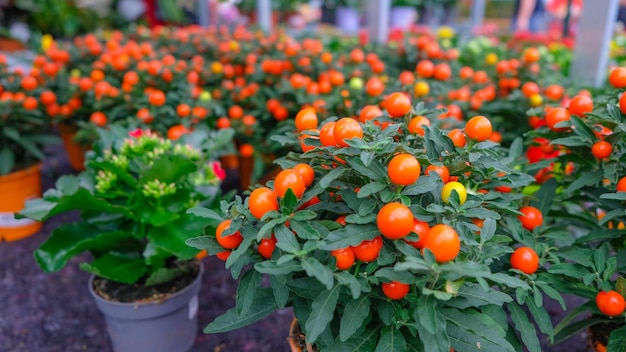 The poisonous fruit of solanum pseudocapsicum jerusalem cherry winter cherry solanum pseudocapsicum