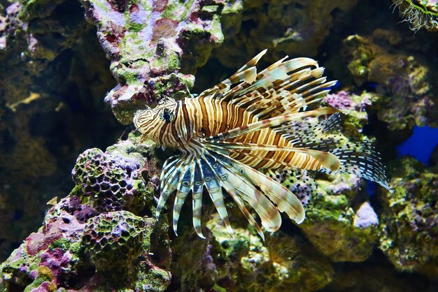 Poisonous lionfish on coral in blue water sea close up