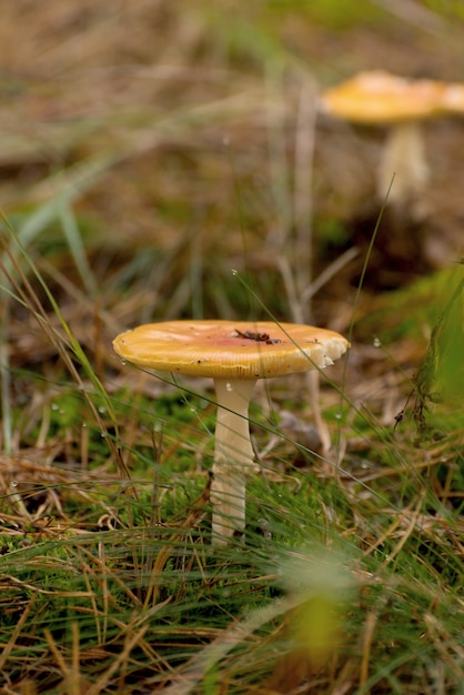 Poisonous mushroom Amanita or Fly Agaric Fungi on the Forest floor in tall green grass. Vertical natural autumnal background.