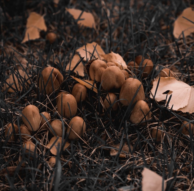 Funghi velenosi funghi nell'erba in una giornata autunnale.