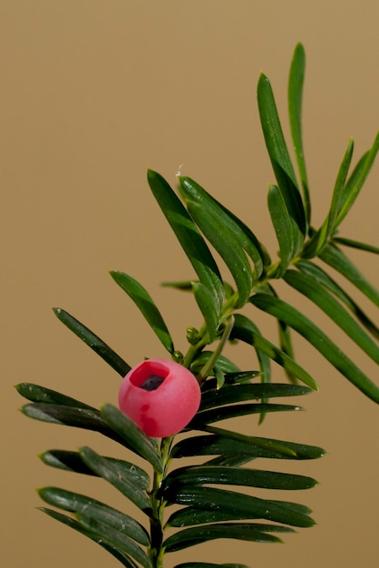 유(Yew)의 유독한 붉은 열매