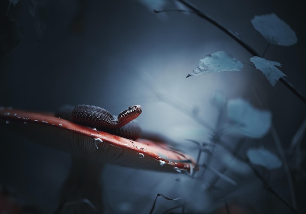 Photo poisonous snake european viper is ready to attack sits on a fly agaric on a blue forest background