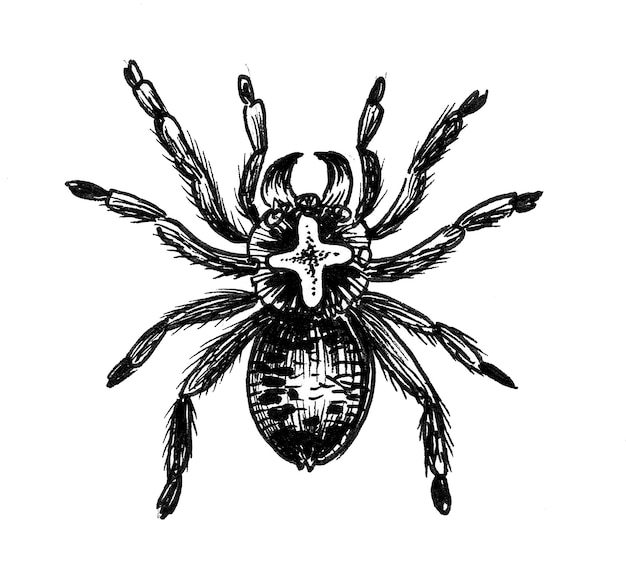 Poisonous spider. Ink black and white drawing
