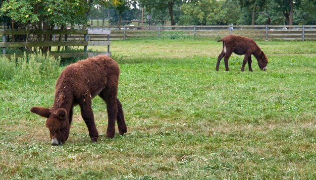 Photo poitou donkeys