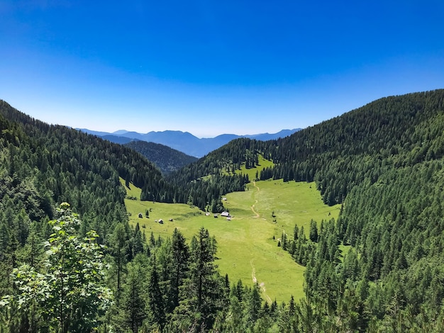 Pokljuka Nature Lanscape Hiking Green Fores