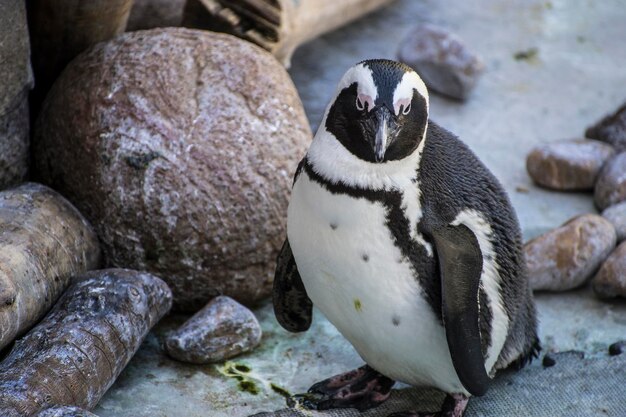 polaire, mooie en grappige pinguïnzon in een peer group