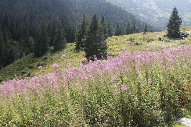 Poland Tatra mountains