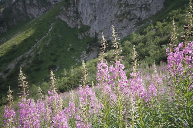 Poland Tatra mountains