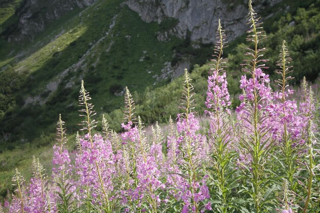 Poland Tatra mountains