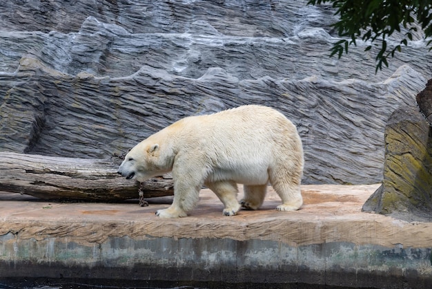 Polar bear in captivity