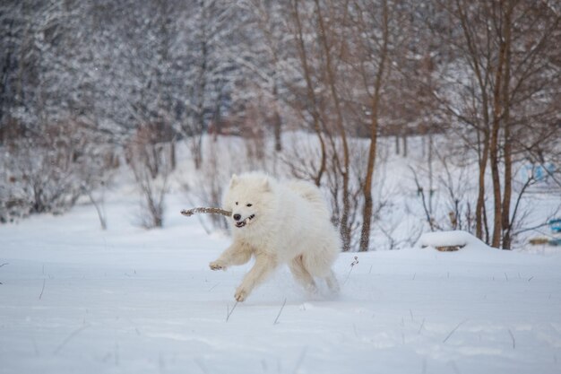 Foto un cucciolo di orso polare corre nella neve.