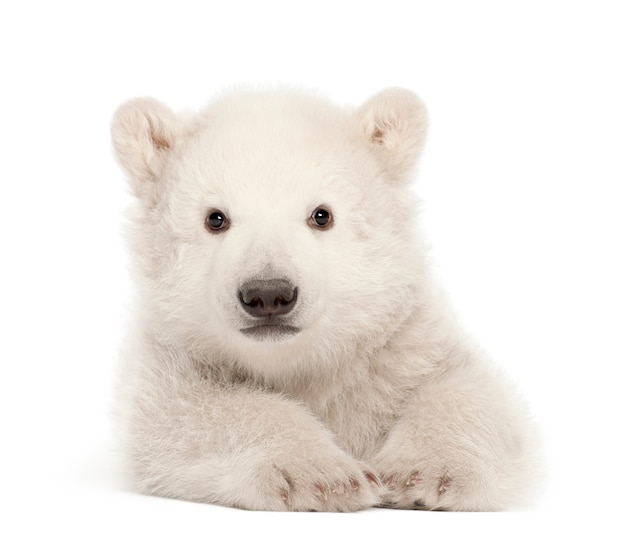 Polar bear cub, Ursus maritimus, 3 months old, lying against white wall