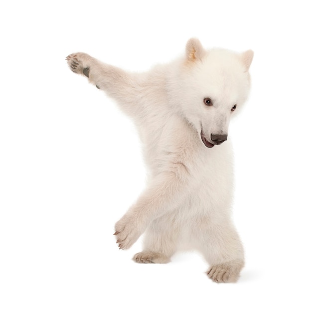 Polar bear cub, Ursus maritimus, 6 months old, standing against white background