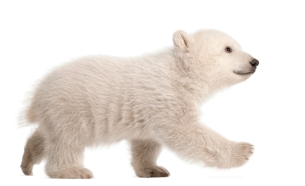 Polar bear cub, Ursus maritimus sitting against white background