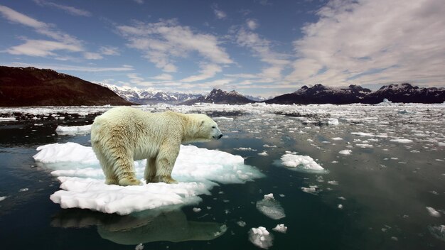 北極クマと地球温暖化